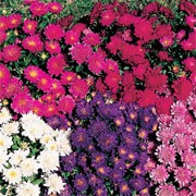 'Hundreds and Thousands' is a compact, bushy bedding plant with medium sized rose, white, dark blue, scarlet and crimson flowers from summer until the frost. Aster 'Hundreds and Thousands' added by Shoot)
