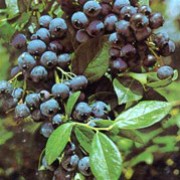 'Earliblue' is an upright, deciduous shrub with lance-shaped, mid-green leaves turning yellow or red in autumn, attractive white flowers in spring and early fruiting, light-blue berries with a white bloom in summer. Vaccinium corymbosum 'Earliblue' added by Shoot)