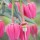 Crinodendron hookerianum added by Shoot)