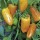 'Barancio' is an upright, sturdy spice plant with solitary flowers followed by medium sized yellow-orange fruit in summer and autumn. Capsicum annuum 'Barancio' added by Shoot)