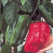 'Jumbo' F1 is an upright, sturdy spice plant with solitary flowers followed by large green fruit in summer ripening to dark red in autumn.  Capsicum annuum 'Jumbo' added by Shoot)
