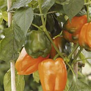 'Gourmet' is a compact, upright, sturdy spice plant with solitary flowers followed by chunky yellow-orange fruit in summer and autumn.  Capsicum annuum 'Gourmet' added by Shoot)