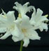 Amaryllis belladonna var. alba