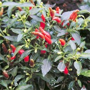 'Demon Red' is an upright, sturdy vegetable with solitary flowers followed by hot red peppers. Capsicum frutescens 'Demon Red' added by Shoot)