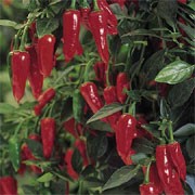 'Apache' F1 is an neat, compact, spice plant with solitary flowers followed by tapered, medium sized, medium hot green fruit in summer ripening to red in autumn.  Capsicum annuum 'Apache' added by Shoot)