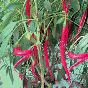 'Joe's Long' is a spice plant with solitary flowers followed by unusually long, tapered, medium hot green fruit in summer ripening to red in autumn.  Capsicum annuum 'Joe's Long' added by Shoot)