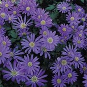 A. blanda blue flowered is a low growing, spreading, herbaceous perennial with dark-green, lobed leaves and blue daisy-like flowers with yellow centres in spring Anemone blanda blue flowered added by Shoot)