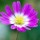 'Radar' is a low-growing herbaceous perennial with lobed dark-green leaves and pink daisy-like flowers with white centres in spring. Anemone blanda var. rosea 'Radar' added by Shoot)