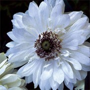 'Mount Everest' is a clump-forming herbaceous perennial with finely divided leaves and double, white, daisy-like flowers with narrow petals in late spring to early summer. Anemone coronaria (Saint Bridgid Group) 'Mount Everest' added by Shoot)