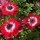 'The Governor' is a clump-forming herbaceous perennial with finely divided leaves and semi-double scarlet flowers in late spring to early summer. Anemone coronaria (De Caen Group) 'The Governor'  added by Shoot)