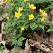  (25/02/2022) Anemone ranunculoides added by Shoot)