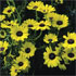 Chrysanthemum carinatum 'Bright Eyes' 