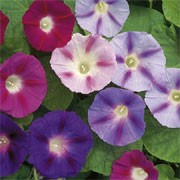 'Trumpet' Mix is a bushy annual with dark green leaves and funnel-shaped, purple, pink, crimson and light blue flowers with purple markings and white and yellow in the centre. Convulvulus major 'Trumpet' added by Shoot)