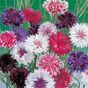 'Frosty' Mix is an upright annual forming a mound of double flowers in shades of blue, pink, rose, deep red and maroon, edged with white, in the summer.  Centaurea cyanus 'Frosty' added by Shoot)
