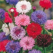 'Polka Dot' Mix is an upright annual forming a mound of double flowers in shades of red, violet, pink, white and purple, edged with white, in the summer.  Centurea cyanus 'Polka Dot' added by Shoot)