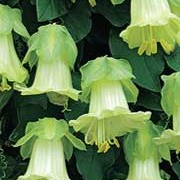 'Eden Project' range is a tender, vigorous, perennial climber (often grown as an annual) with honey scented, bell-shaped flowers which emerge green and then turn to creamy white in summer and autumn. Cobaea scandens f. alba 'Eden Project' added by Shoot)