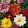 'Disco Dancer' Mix is a dwarf, tuberous perennial with divided green foliage and crimson, orange, red, pink, yellow or white flowers in summer and autumn. Dahlia 'Disco Dancer'  added by Shoot)