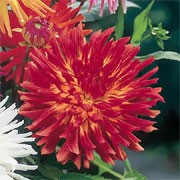 'Fire Bird' is a tuberous perennial with divided, green foliage and orange-yellow flowers with yellow centres in summer and autumn. Dahlia 'Fire Bird' added by Shoot)