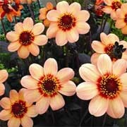 'First Love', part of the 'Happy' Collection, is a tuberous perennial with divided green foliage and peach flowers with crimson centres in summer and autumn. Dahlia 'First Love' added by Shoot)
