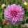 'Lavender Perfection' is a tuberous perennial with divided green foliage and lavender flowers in summer and autumn. Dahlia 'Lavender Perfection' added by Shoot)