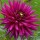 'Purple Gem' is a tuberous perennial with divided green foliage and purple-pink flowers in summer and autumn. Dahlia 'Purple Gem' added by Shoot)