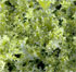 Cichorium endivia 'Moss Curled'
