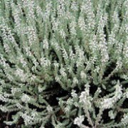 'Silver Queen' is a spreading evergreen shrub hairy silver foliage, and tiny light mauve flowers. Calluna vulgaris 'Silver Queen' added by Shoot)