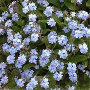 'Royal Blue' is a perennial usually grown as a biennial with long grey-green leaves and dense cymes of rich, bright blue flowers in spring and summer. Good for naturalising and underplanting tulips. Myosotis sylvatica 'Royal Blue' added by Shoot)