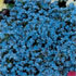 Myosotis sylvatica 'Spring Symphony Blue'