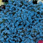'Spring Symphony Blue' is a perennial usually grown as a biennial producing dwarf round plants with long grey-green leaves and masses of cymes of mid-blue flowers in spring. Good for underplanting tulips.  Myosotis sylvatica 'Spring Symphony Blue' added by Shoot)