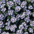Myosotis alpestris 'Victoria Lavender'
