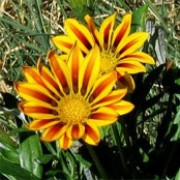 'Red Stripe', part of the 'Daybreak' Series, is a low-growing perennial, although does not always survive winter. Flowers are daisy-like and yellow and red stripe, and appear throughout summer with an early and long blooming season. Gazania rigens 'Red Stripe' added by Shoot)