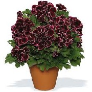 Pelargonium 'Aristo Beauty'