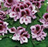 Pelargonium 'Aristo Lavender'