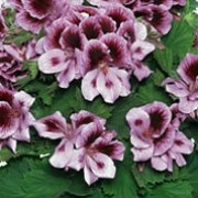 'Lavender', part of the 'Aristo' Series, is a tender evergreen perennial with soft, rounded leaves and clusters of lavender flowers in summer. Pelargonium 'Aristo Lavender' added by Shoot)