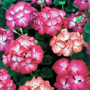 'Black Magic' Series is a zonal pelargonium with rounded leaves, and large clusters of single blue, strawberry pink, coral, raspberry, salmon, orange or red flowers in summer. Pelargonium x hortorum Horizon Series Mixed added by Shoot)