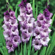 'Blue Tropic' is a cormous perennial with dainty, loose, strap-shaped leaves and large, blue-violet flowers on tall stems in summer. Flowers are fragrant and attractive to bees, butterflies and birds. Gladiolus 'Blue Tropic' added by Shoot)