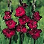 'Mexico' is a cormous perennial with dainty, loose, strap-shaped leaves and large flowers on tall stems in summer. Flowers are fragrant and attractive to bees, butterflies and birds. Gladiolus 'Mexico' added by Shoot)
