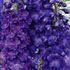 Delphinium 'Pagan Purples'