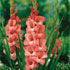 Gladiolus 'Spic and Span'