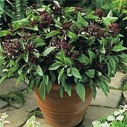 'Siam Queen' is a stongly flavoured aromatic herb with large, lush, oval-shaped, slightly puckered bright green leaves, with a scent of liquorice, on purple stems, and spikes of small, tubular white or pink-tinged flowers in late summer.  Ocimum basilicum 'Siam Queen' added by Shoot)