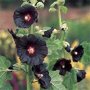 'Black Knight' has large, glossy, almost black flowers in summer.
 Alcea rosea 'Black Knight' added by Shoot)