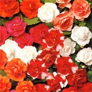 'Carousel  Double' F1 Mix are trailing annuals with double, orange, red, apricot or white flowers in summer. Impatiens walleriana 'Carousel Double' added by Shoot)