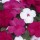 'Merlot' Mix is a trailing annual with red, pink, crimson or white flowers in summer. Impatiens walleriana 'Merlot' added by Shoot)