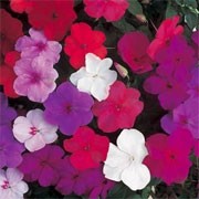 'F2 Super Hybrid' Mix is a compact, half-hardy annual with large flowers in shades of red, purple, crimson or white in summer. Impatiens sultani 'F2 Super Hybrid' added by Shoot)