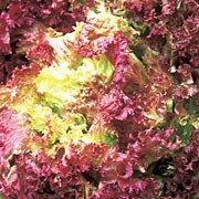 'Lollo Rossa' is a lettuce with mainly red colored leaves that add a hint of colour to your salad as well as having a good flavour. Lactuca sativa 'Lollo Rossa' added by Shoot)