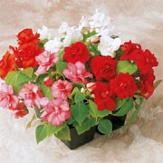 'Carousel' F1 Mix is a compact, half-hardy annual with large flowers in shades of red, pink or white in summer. Impatiens sultani 'Carousel' added by Shoot)