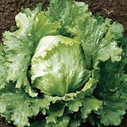 'Webbs Wonderful' is a large head lettuce with green, crisp leaves and large, solid hearts that can be harvested from spring until autumn. Lactuca sativa 'Webbs Wonderful' added by Shoot)