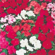 'Glowing Embers' Mix is a compact, half-hardy annual  with large flowers in reds, pinks, crimson or white in summer. Impatiens sultani 'Glowing Embers' added by Shoot)