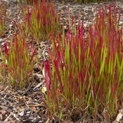 'Red Baron' is a distinctive, clump-forming grass with deep red foliage, and narrow silvery flower panicles in late summer. Imperata cylindrica 'Red Baron' added by Shoot)
